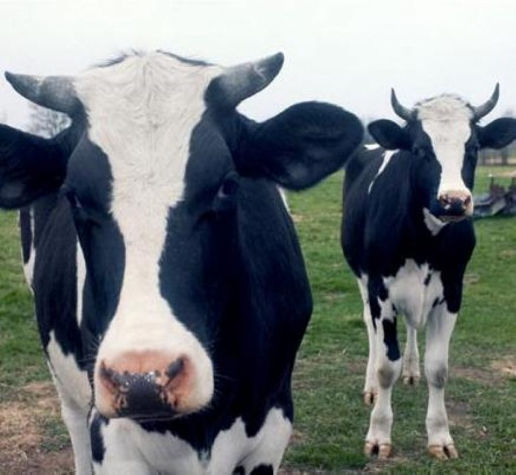 The farming industry is in crisis today as the FMD outbreak is linked to Pirbright.