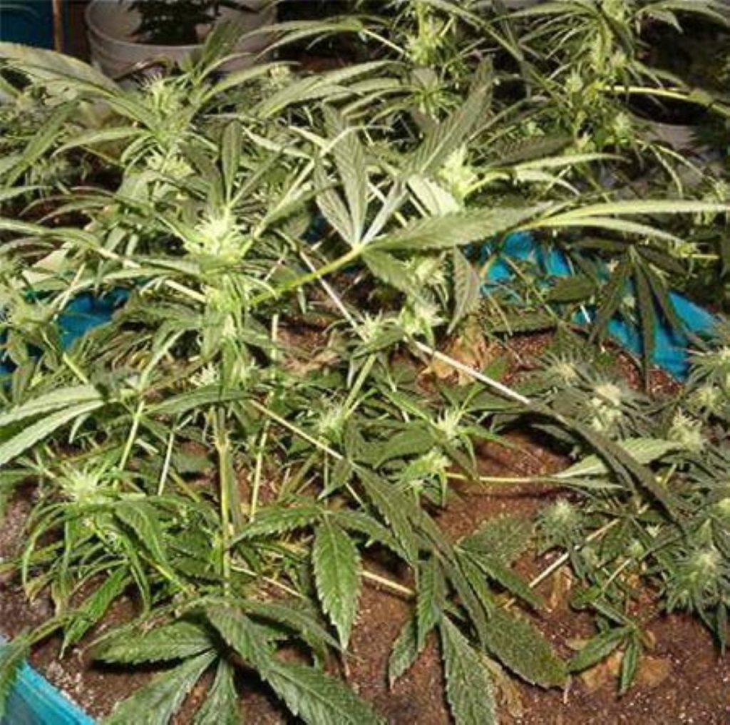 cannabis reclassified to higher class B