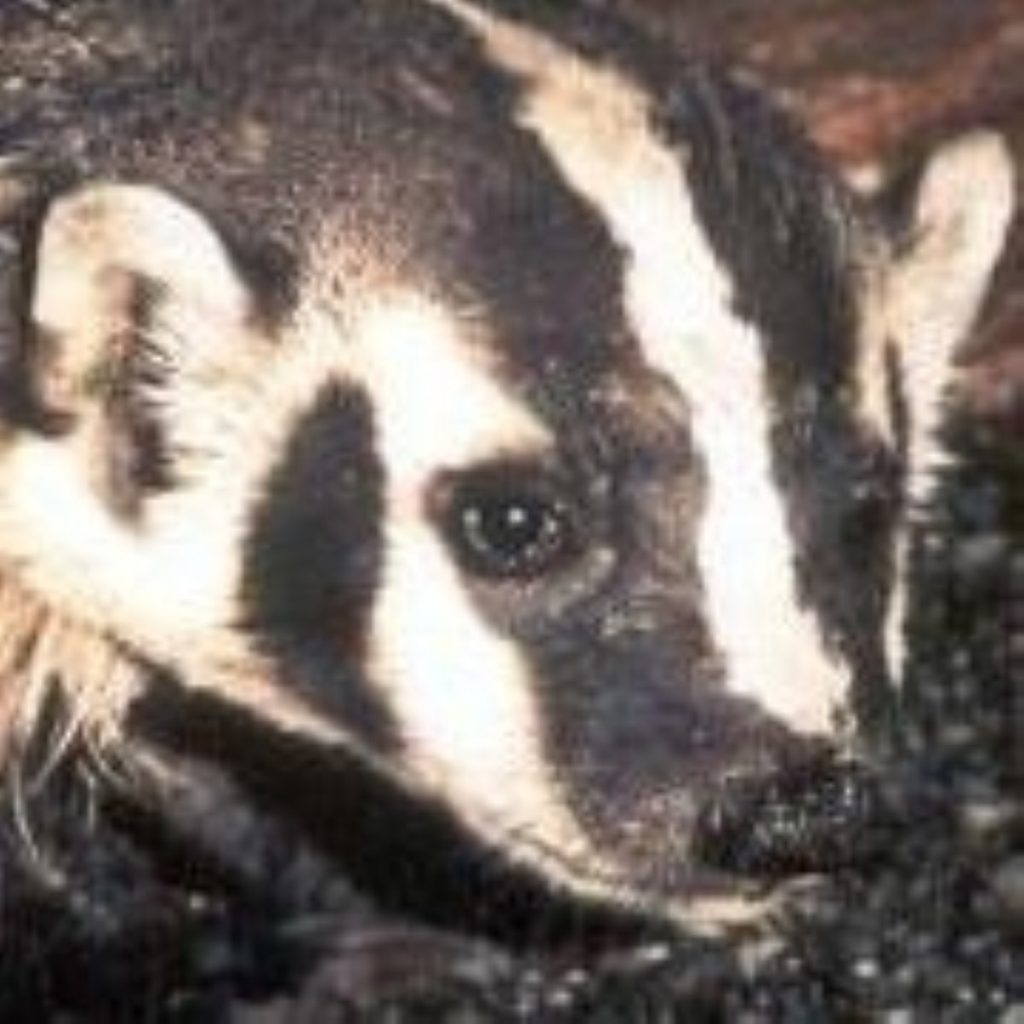 Badgers saved from cull, but MPs still not happy