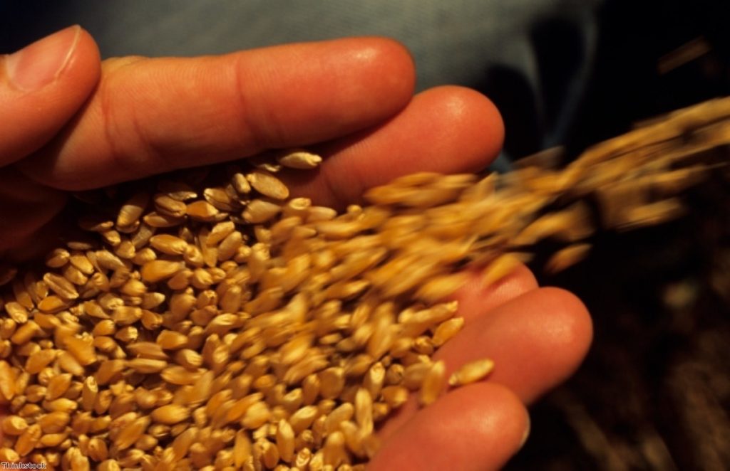 Wheat spills onto a worker's hand. Some groups warn that cross-pollination could see GM crops spread further than intended.