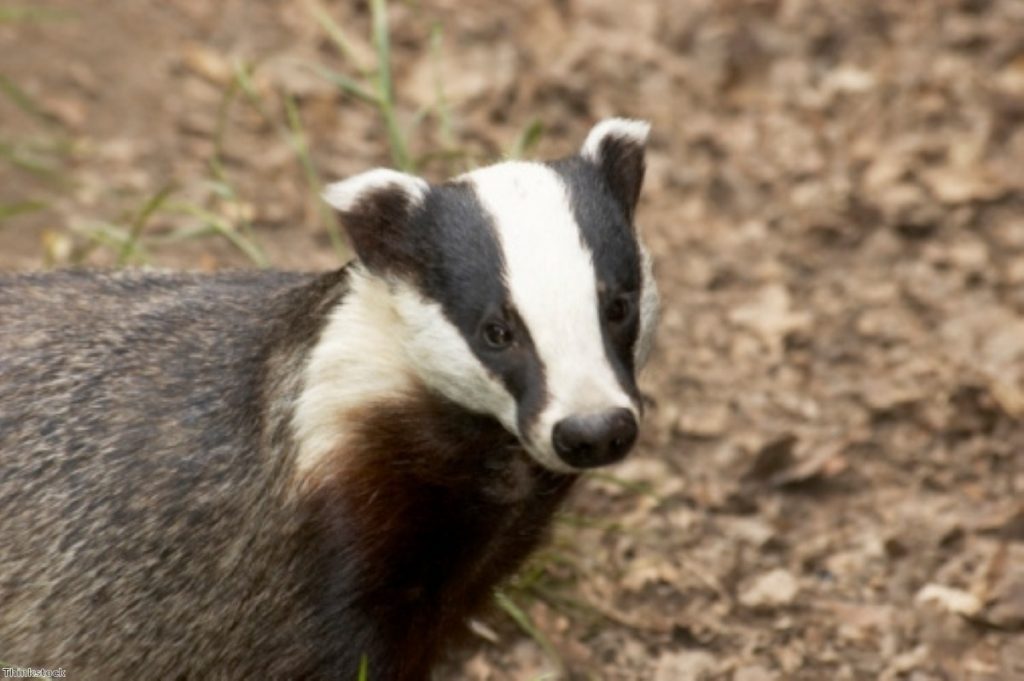 In the gun sight? Government plans will allow farmer to cull badgers.