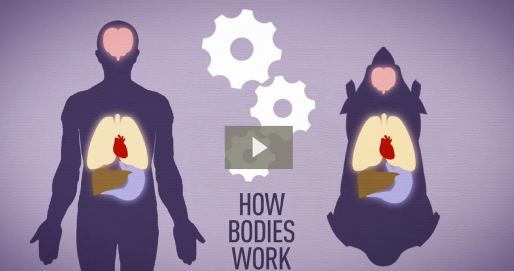 VIDEO: Animal testing and pharmacology
