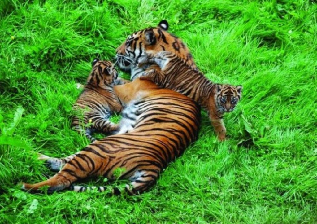 Tigers are said to display unusual behaviour when used in circuses