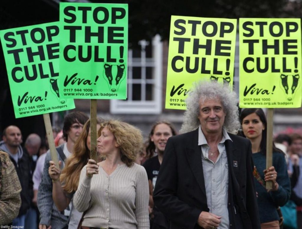 Brian May is one of the most prominent anti-badger cull campaigners