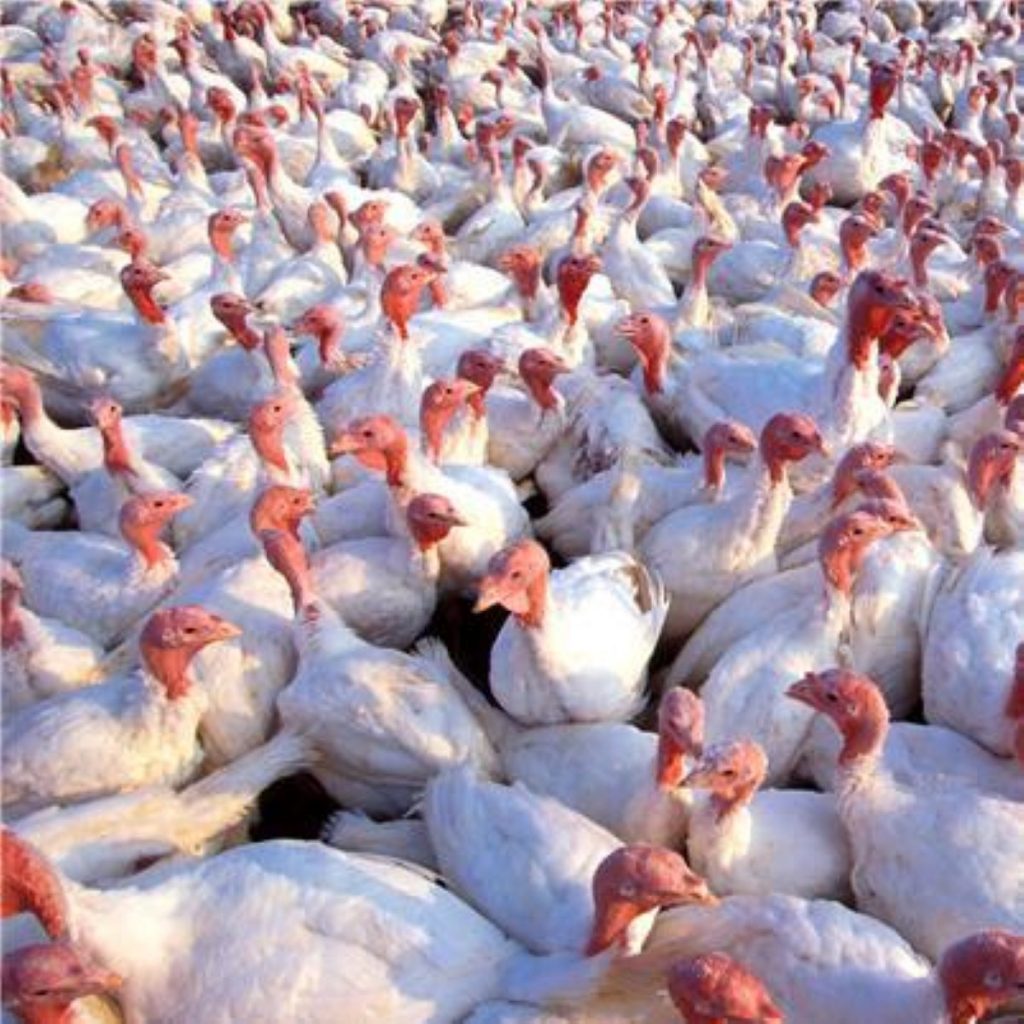 Turkeys culled on Suffolk farm after bird flu outbreak