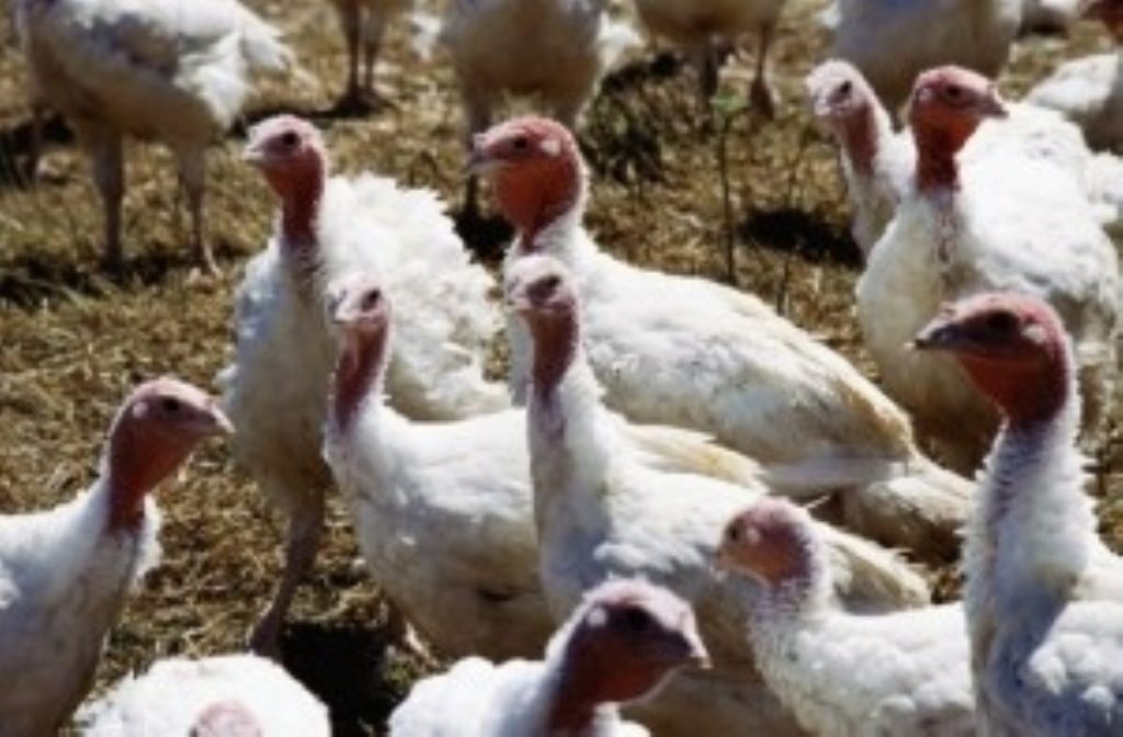 Government says all bird flu procedures were kept to