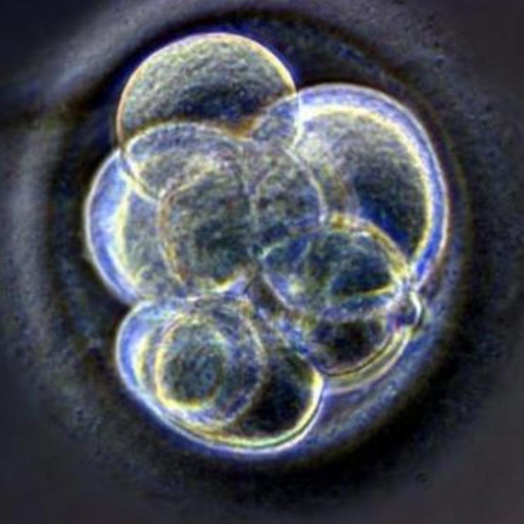 A cloned human embryo