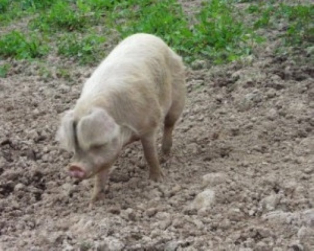 Pig farmers complain of falling pork prices