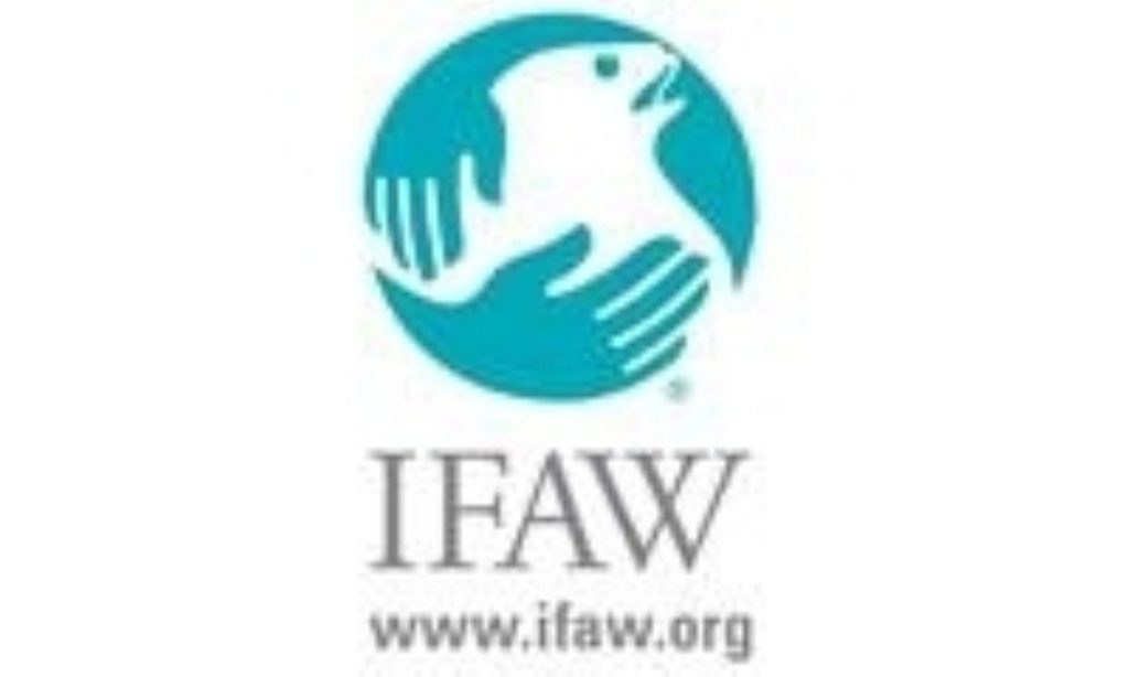 ifaw-logo