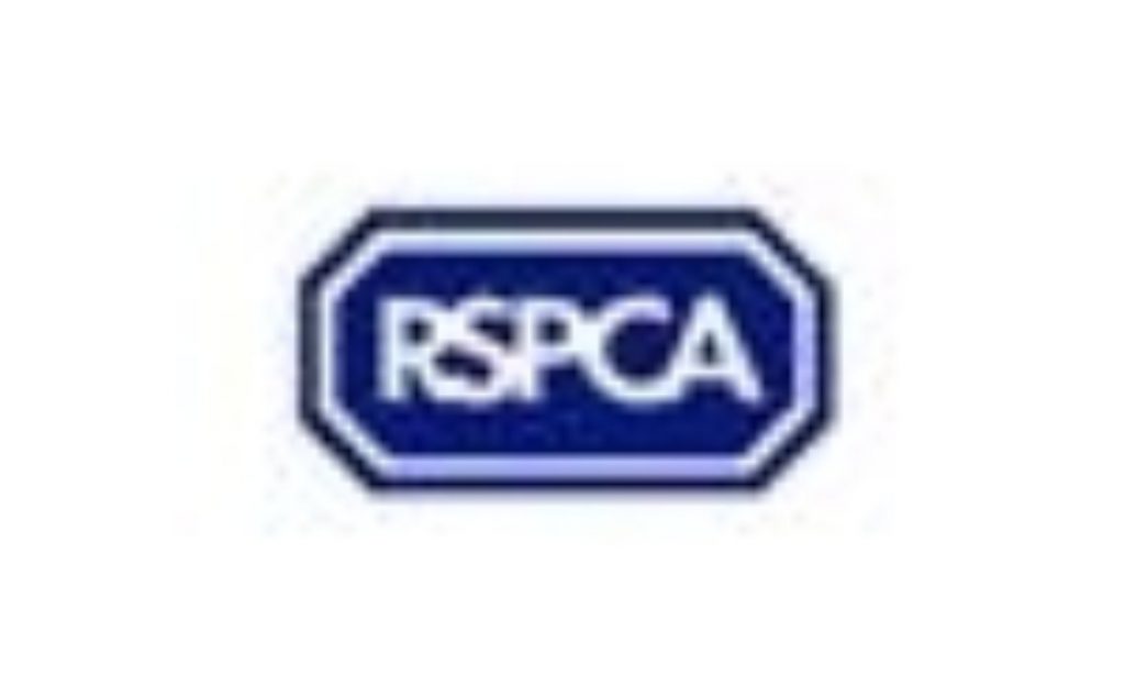 RSPCA: Help Honey, the REAL grumpiest cat in Britain