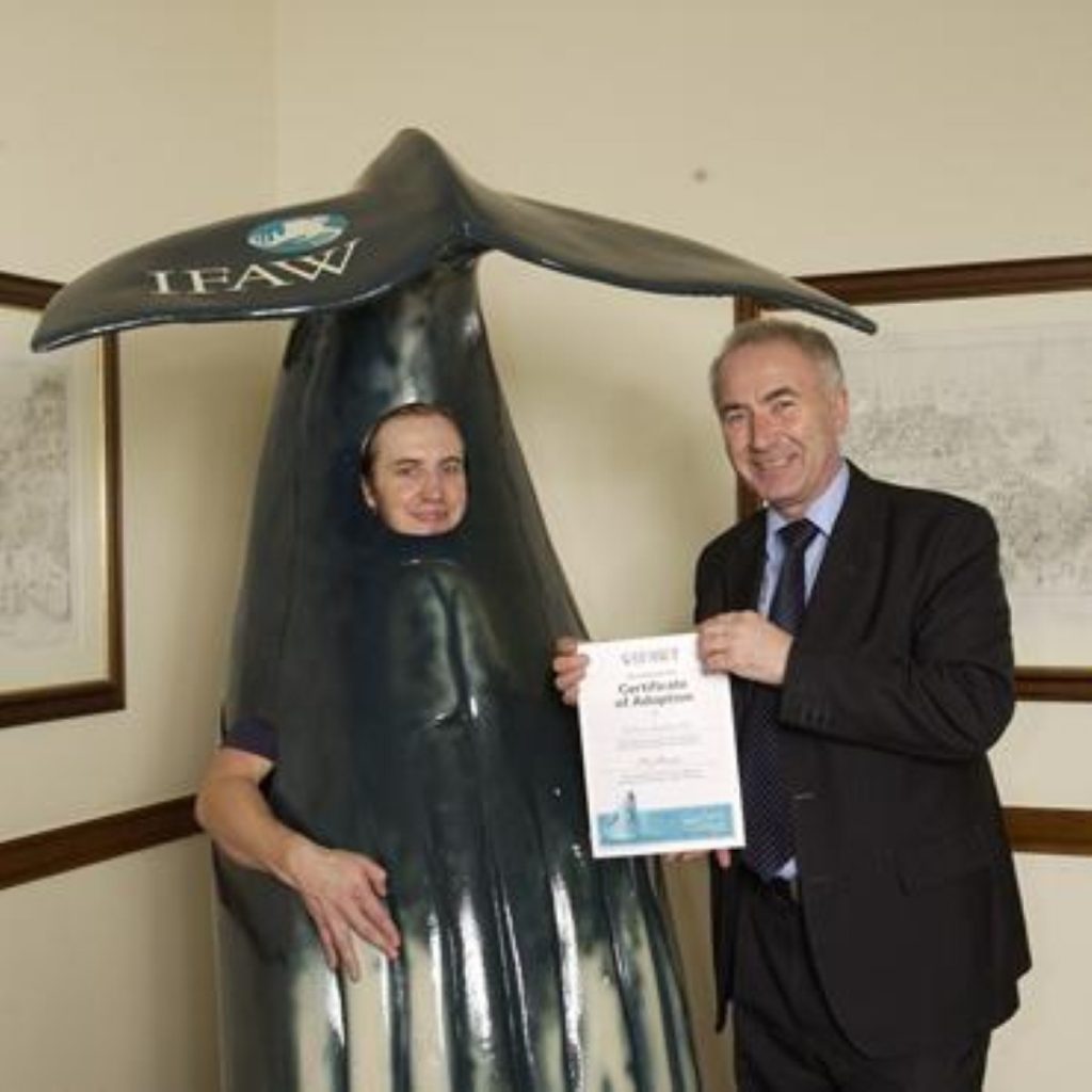 MP Michael Foster adopts a humpback whale