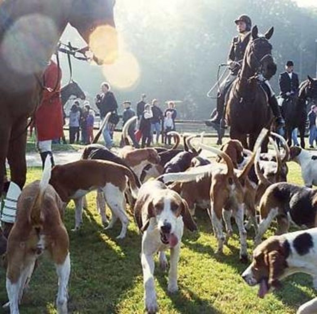 Tories may suffer decision to reintroduce hunting