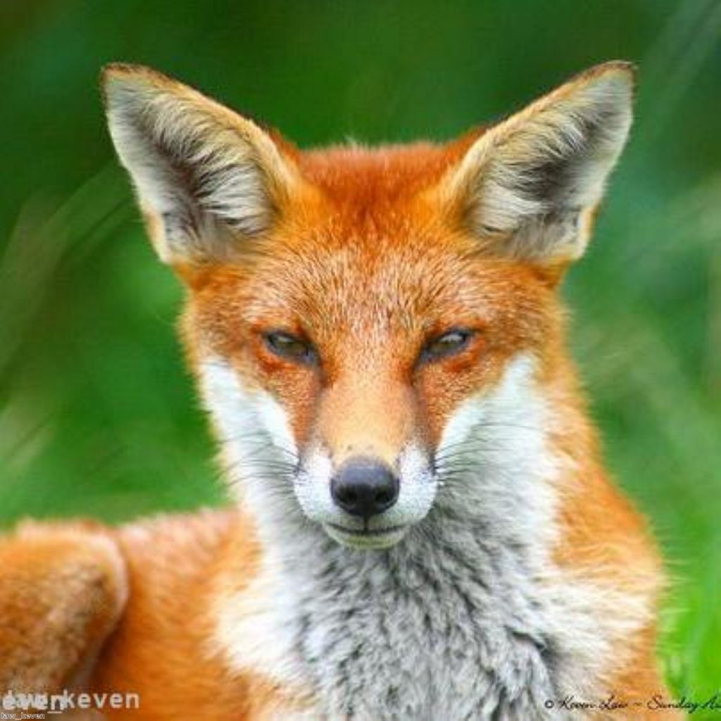 Foxhunting is illegal in the UK