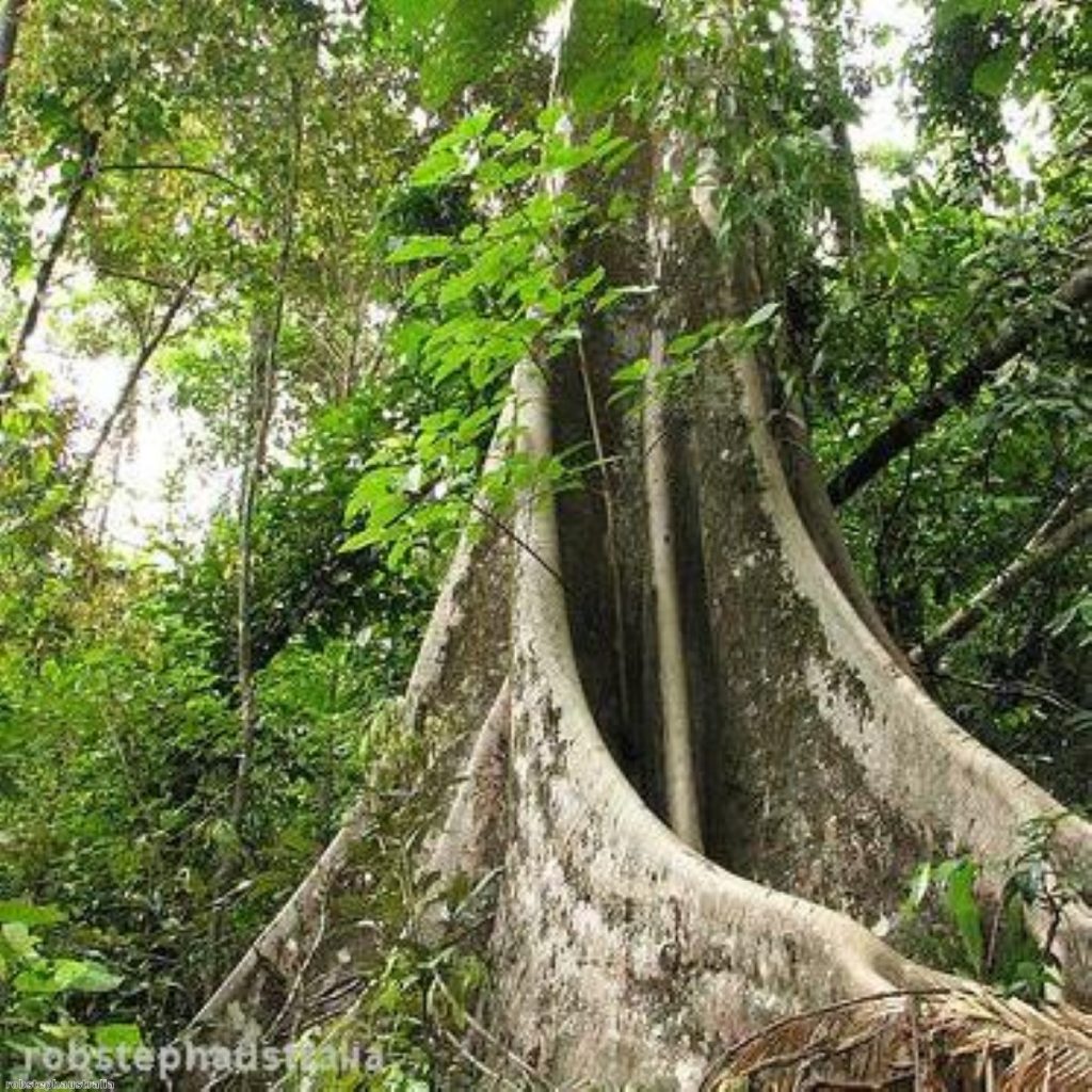 Rainforest could be damaged