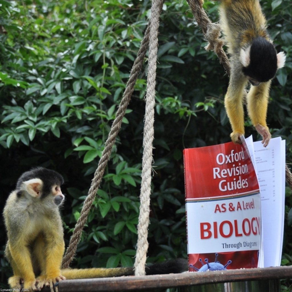 Bolivian squirrel monkeys study for their A-levels at London Zoo this morning