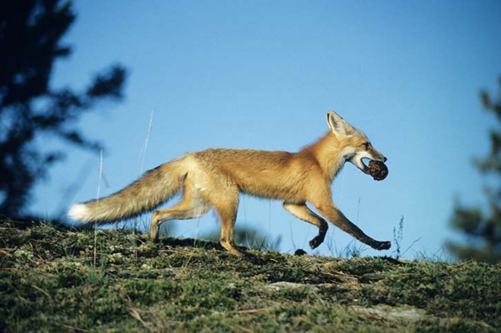 Off to fight another day: Fox-hunting vote delayed for EVEL purposes