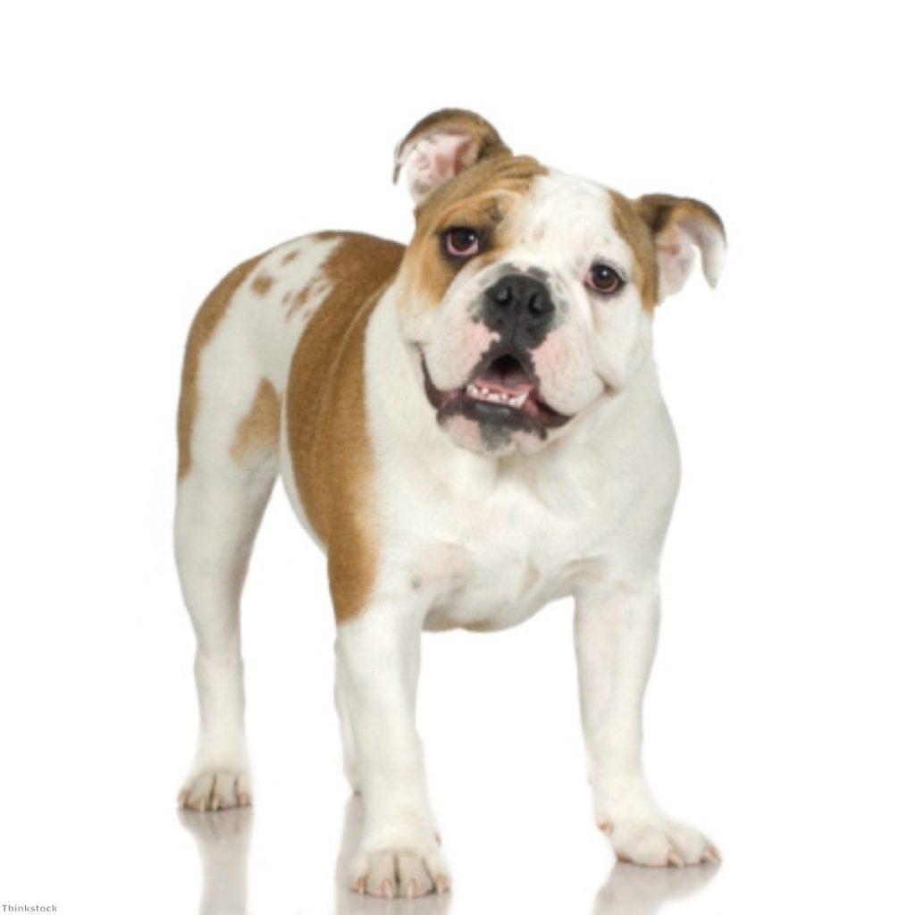 This British bulldog is in for a fight if Cameron presses ahead on an EU referendum