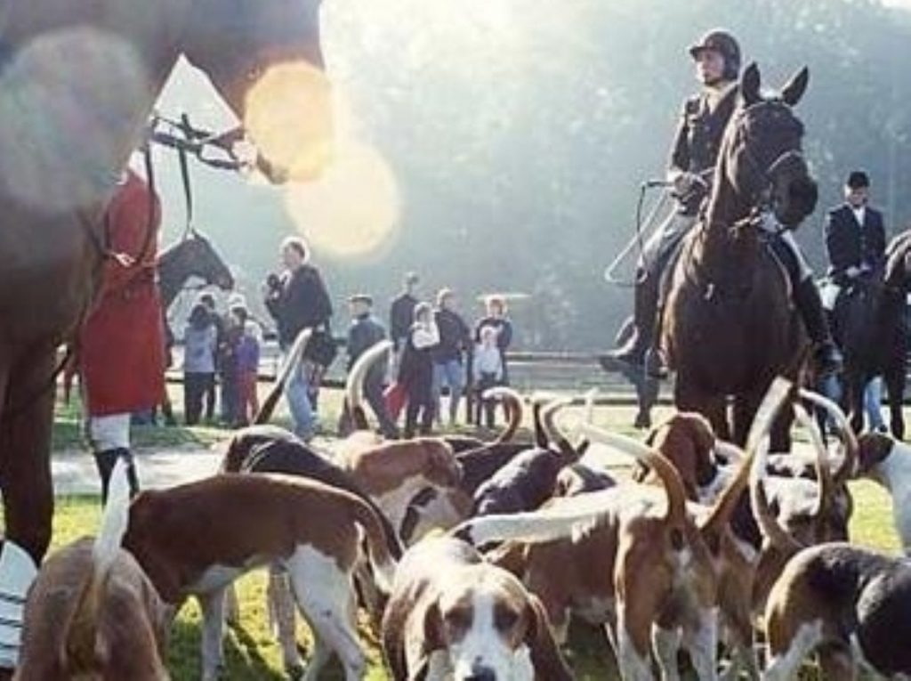 Fox hunting could be made legal again under government plans