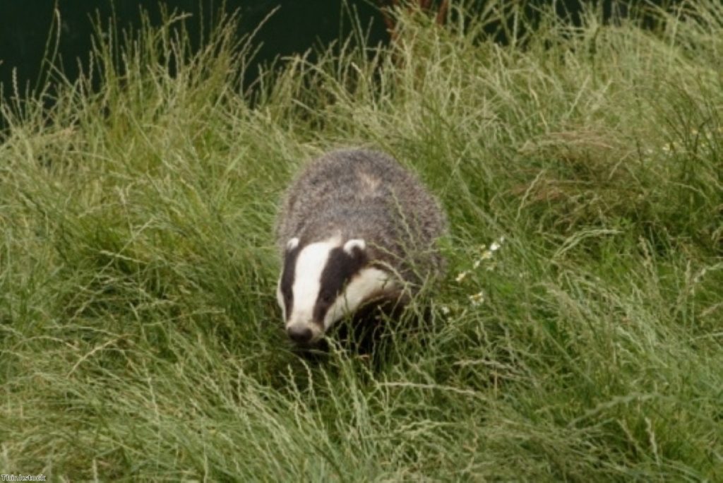 The badger cull has little scientific support, critics claim